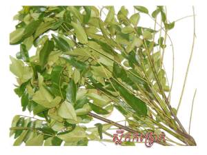 curry simplecool9 feuille